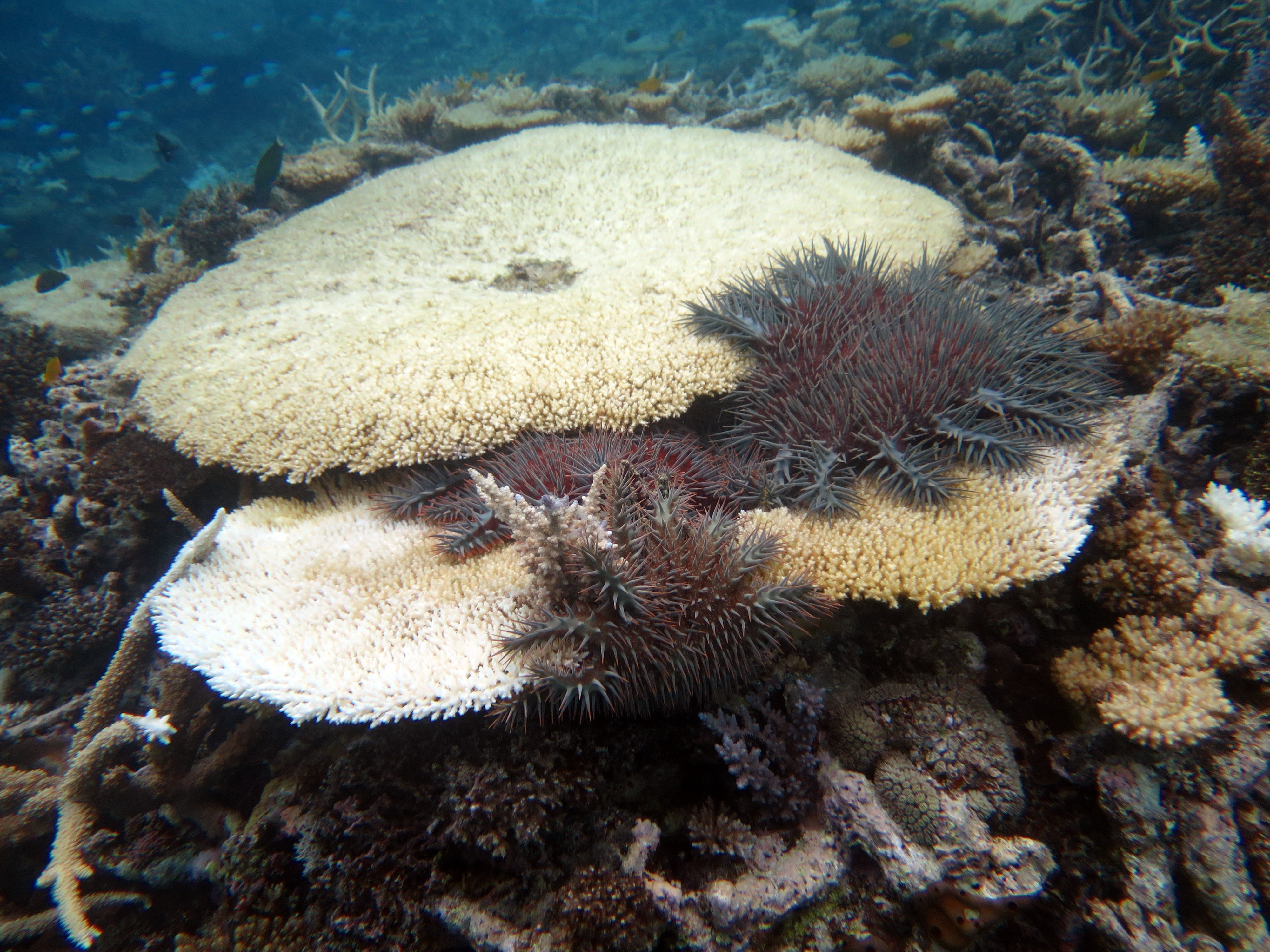 Report on surveys of the Swains sector of the Great Barrier Reef AIMS